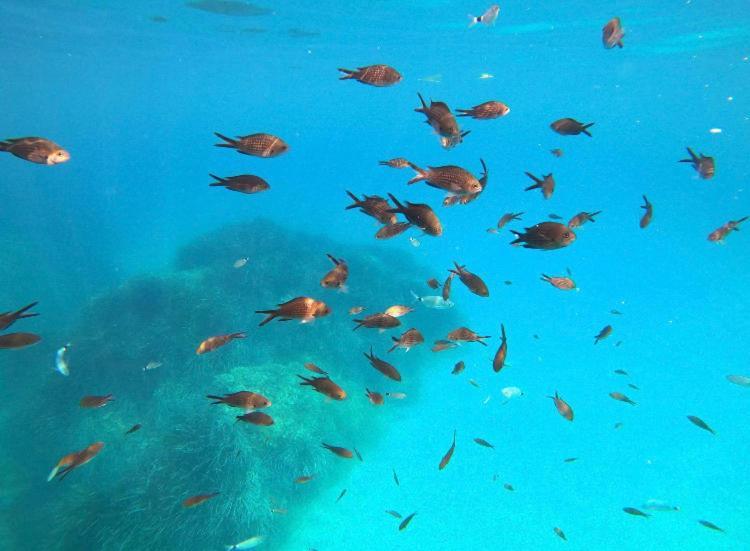 Villa Le Corail Rouge Corse Lecci Esterno foto